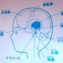 淡蒼球 淡蒼球